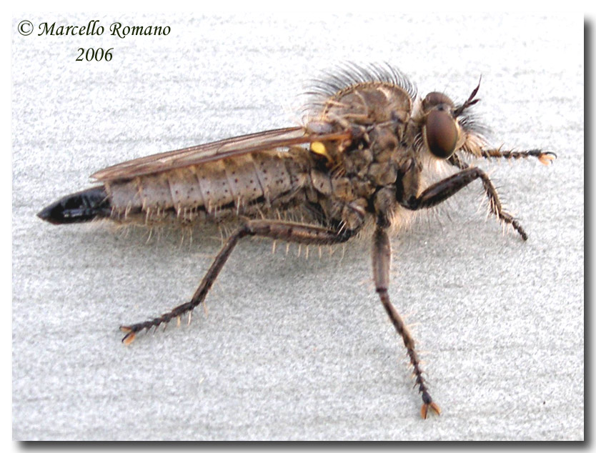 Ditteri Asilidae disturbati dal vento